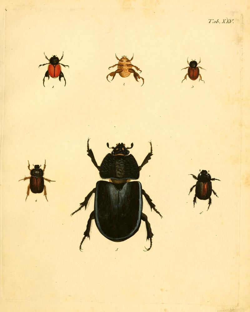 Abbildungenzukar00stur 0103
