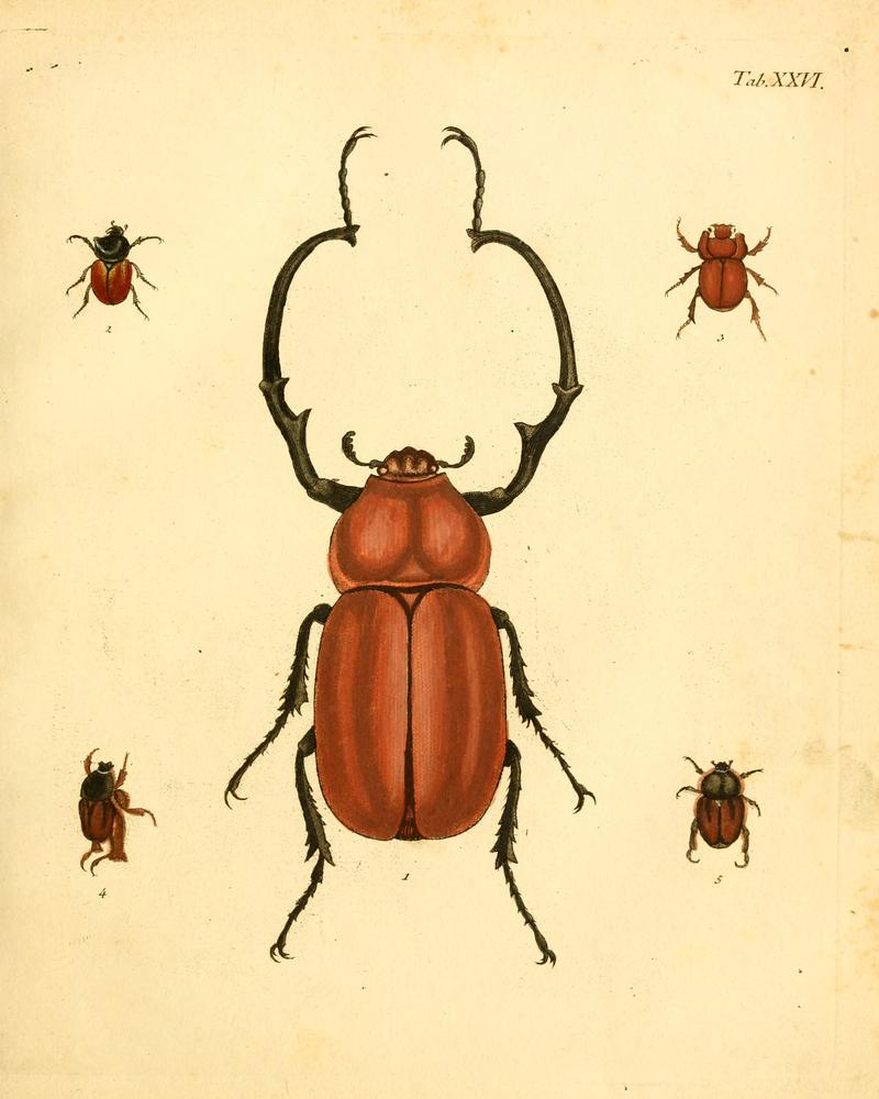 Abbildungenzukar00stur 0107