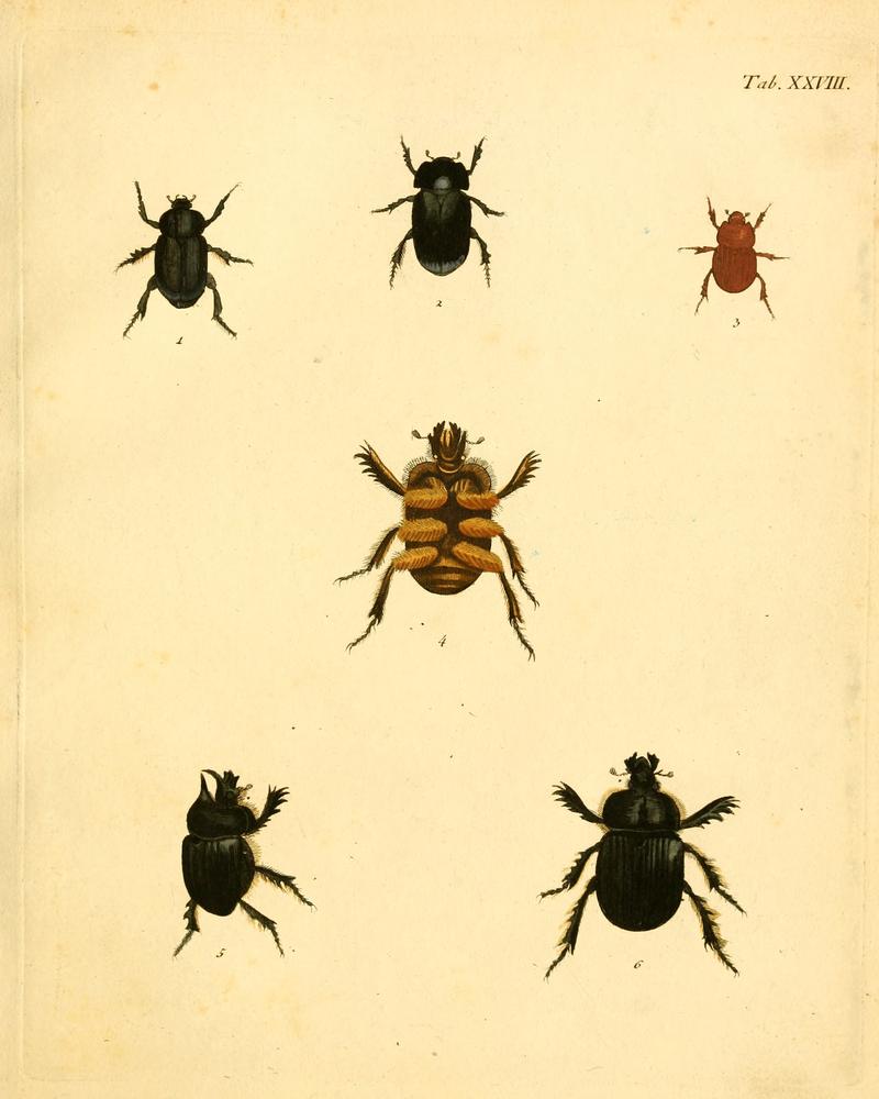 Abbildungenzukar00stur 0115
