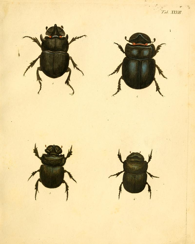 Abbildungenzukar00stur 0135