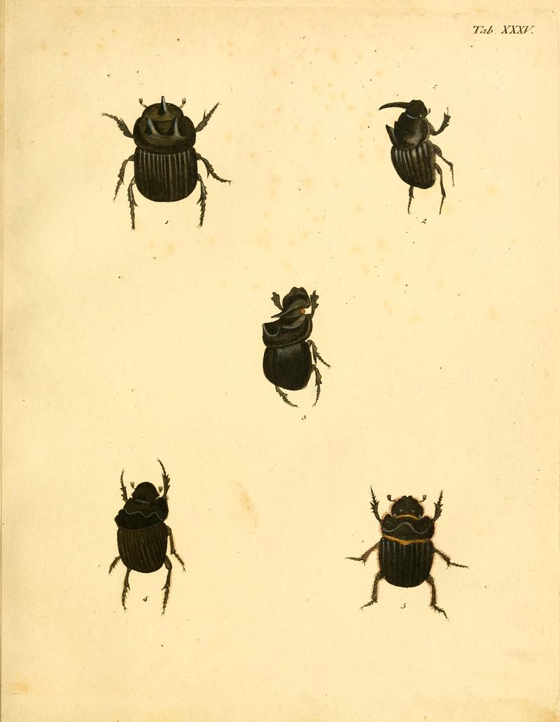 Abbildungenzukar00stur 0143