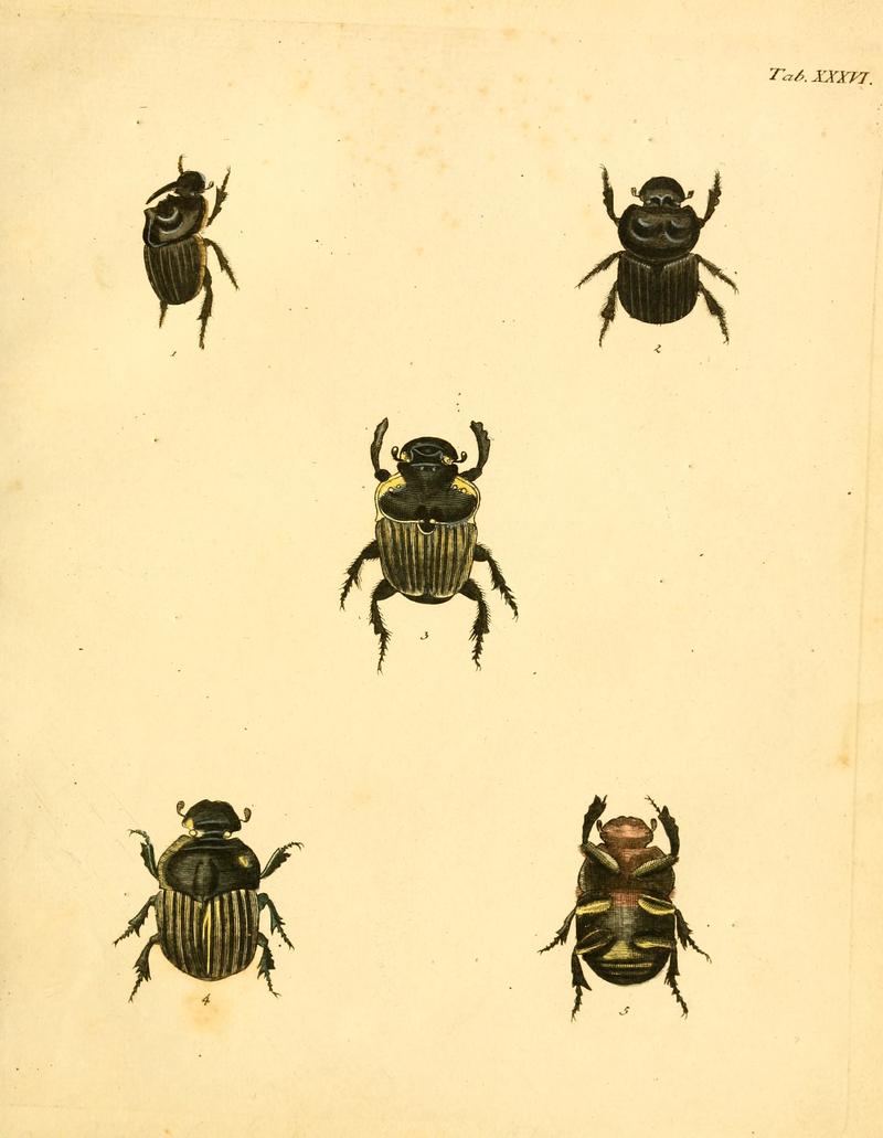 Abbildungenzukar00stur 0147