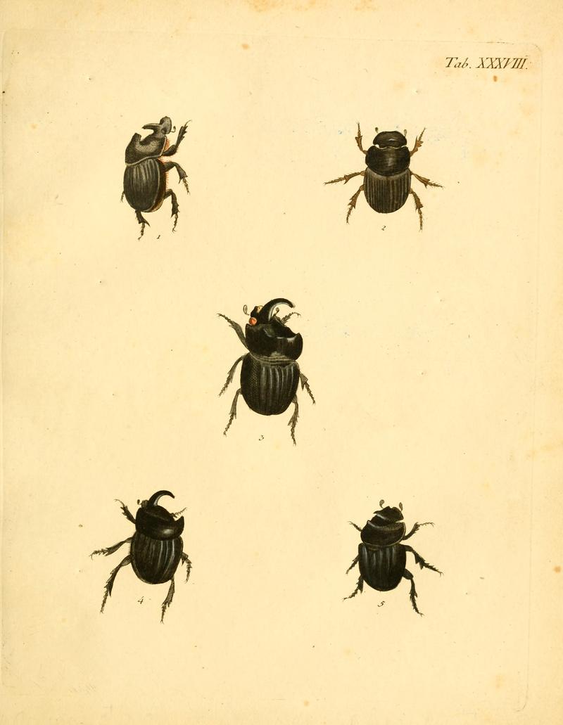 Abbildungenzukar00stur 0155
