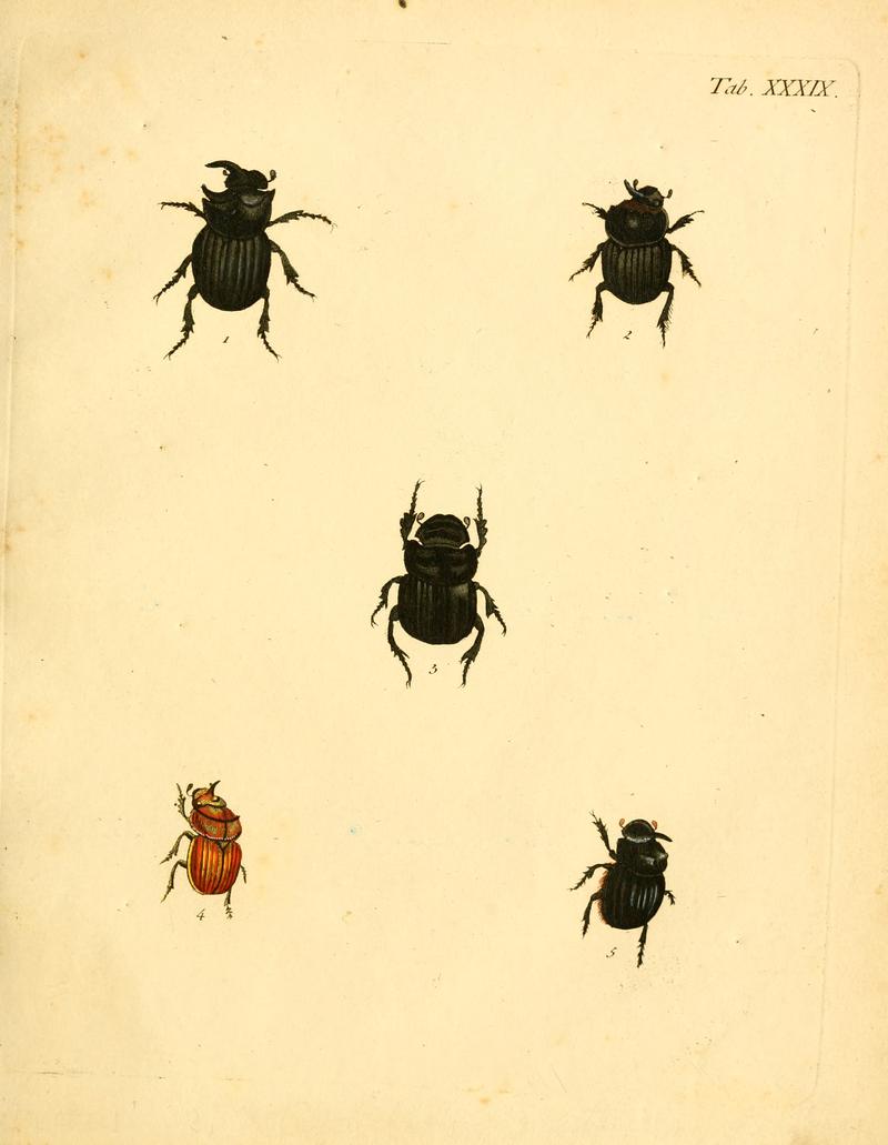 Abbildungenzukar00stur 0159