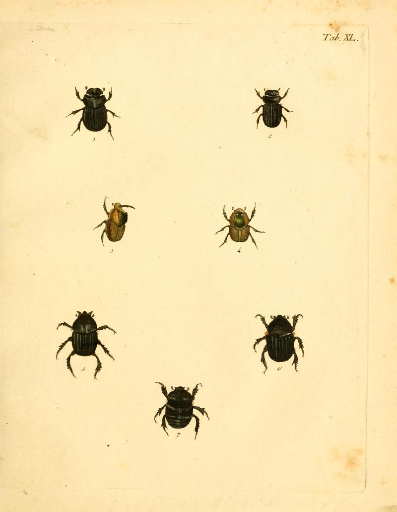 Abbildungenzukar00stur 0163