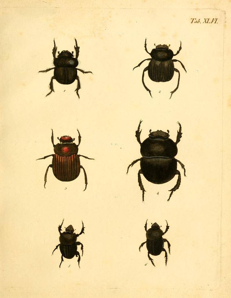 Abbildungenzukar00stur 0187