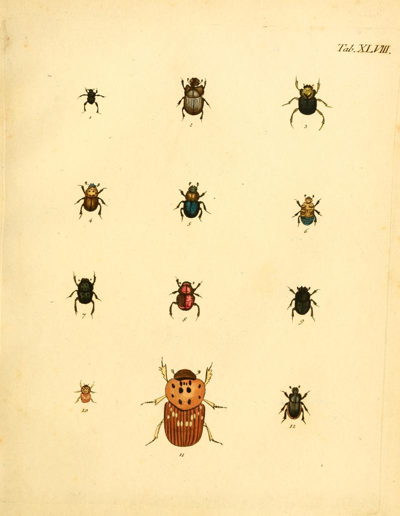 Abbildungenzukar00stur 0195