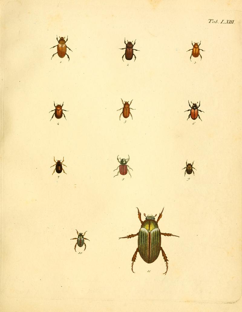 Abbildungenzukar00stur 0255