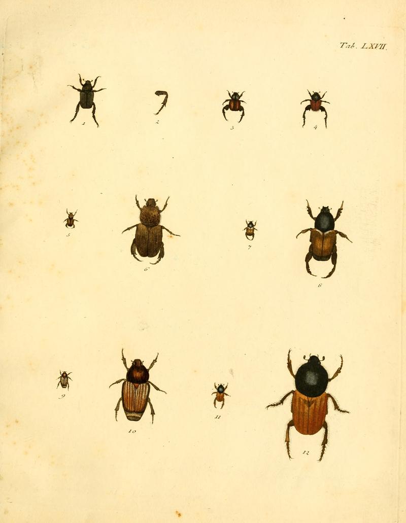Abbildungenzukar00stur 0271