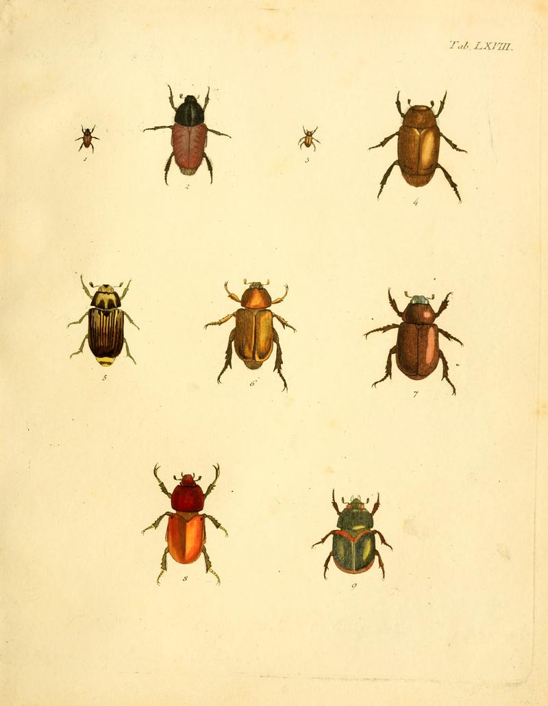 Abbildungenzukar00stur 0275