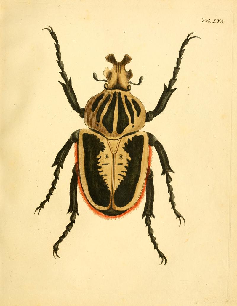 Abbildungenzukar00stur 0283
