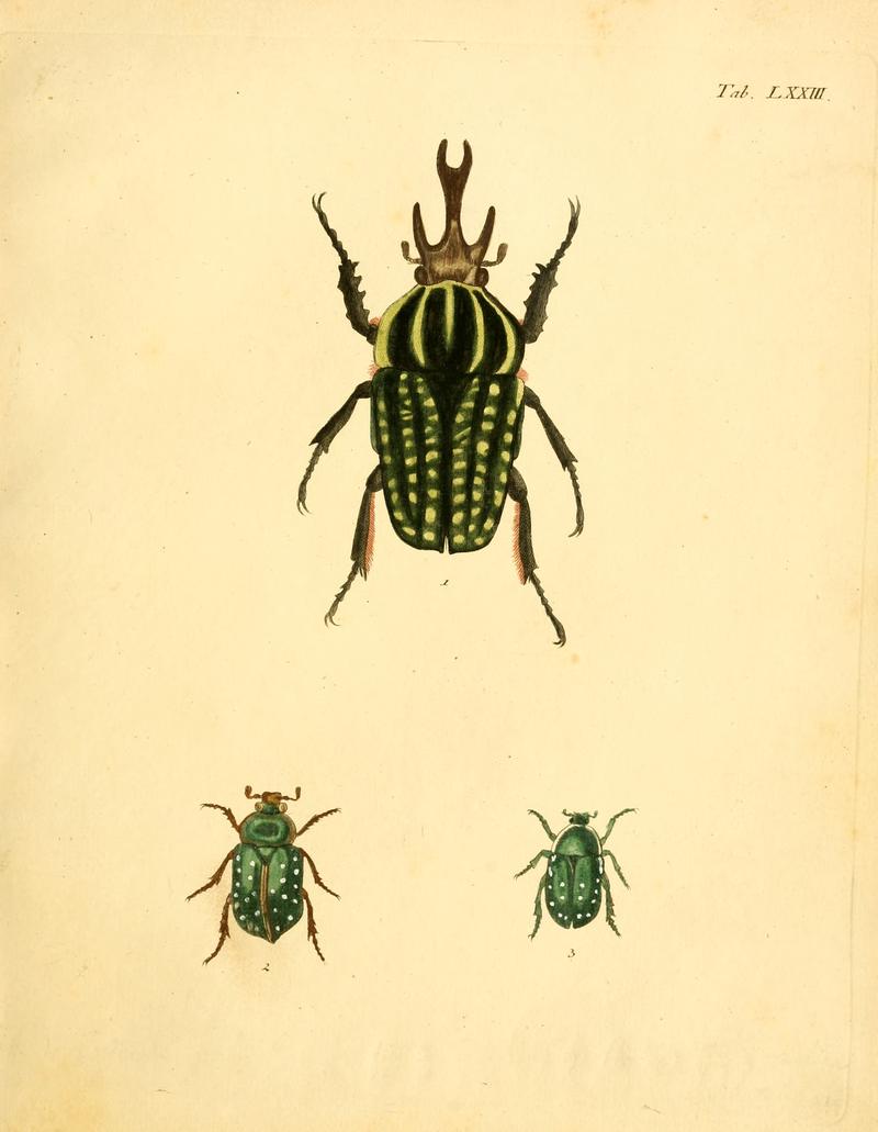 Abbildungenzukar00stur 0295