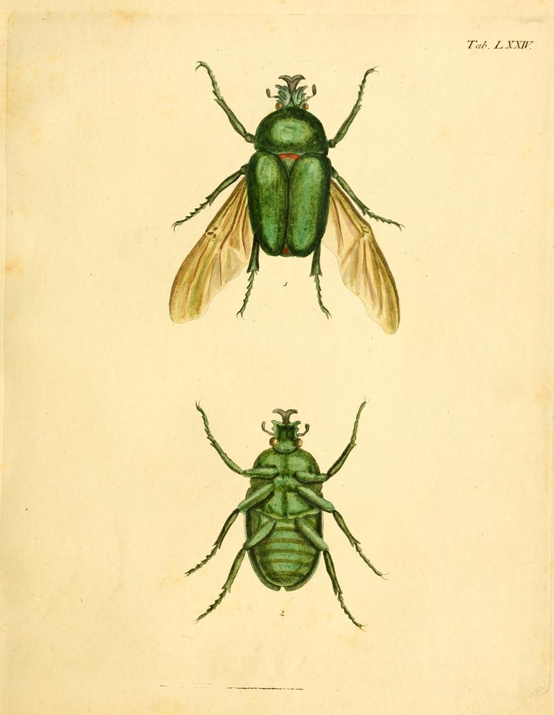 Abbildungenzukar00stur 0299