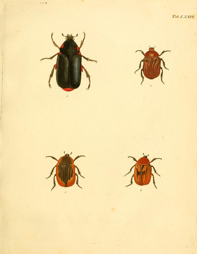 Abbildungenzukar00stur 0307