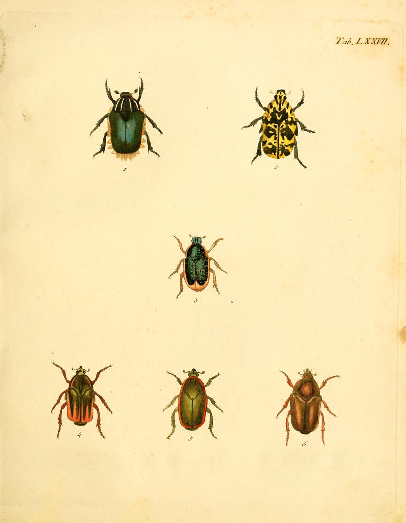 Abbildungenzukar00stur 0311
