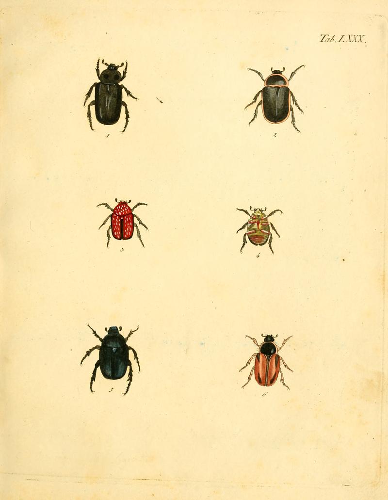 Abbildungenzukar00stur 0323