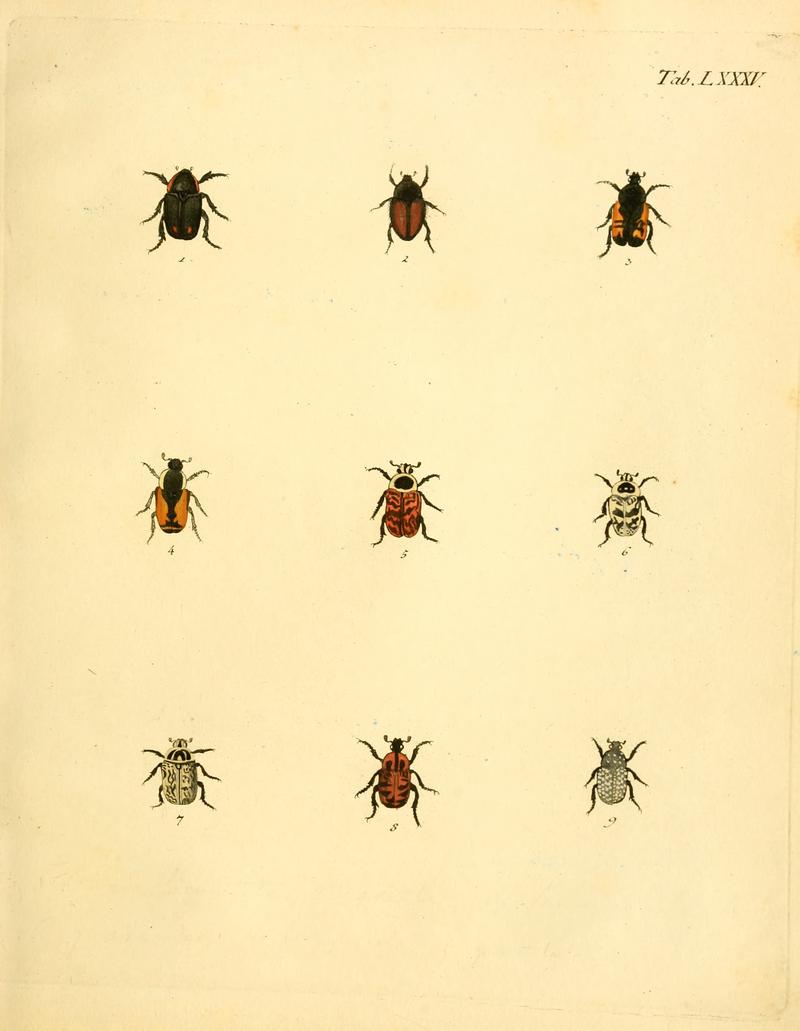 Abbildungenzukar00stur 0343
