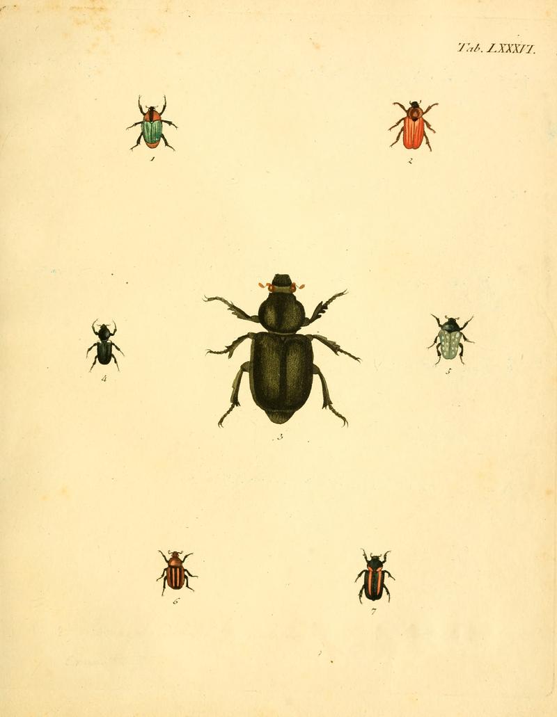 Abbildungenzukar00stur 0347