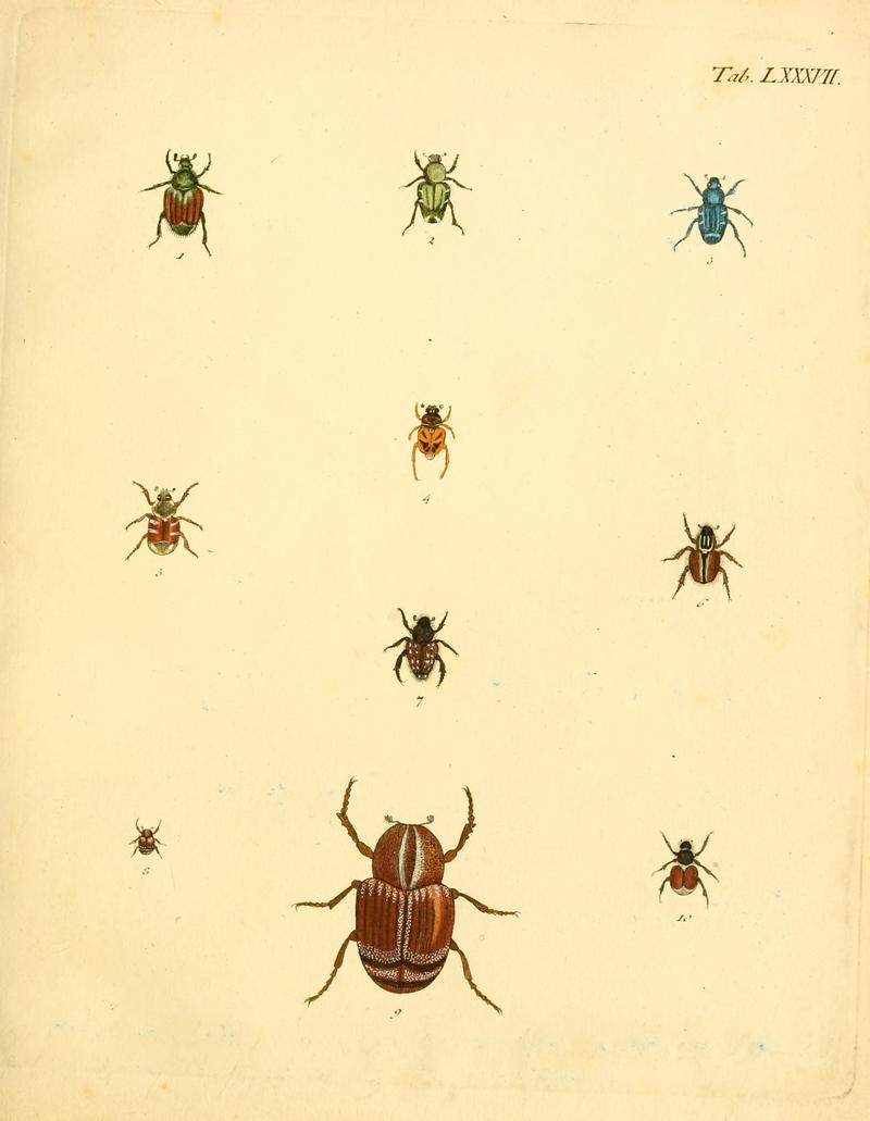 Abbildungenzukar00stur 0351