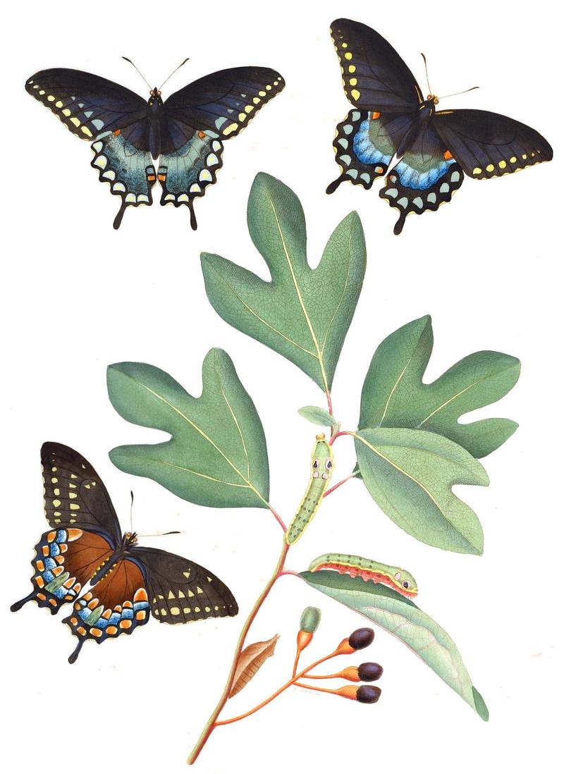 Spicebush Swallowtail Papilio troilus on Sassafras Sassafras albidum hostplant handcolored engraving