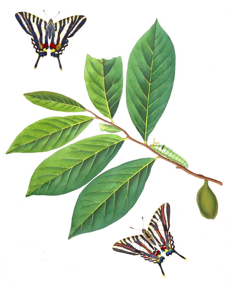 Zebra Swallowtail Eurytides marcellus on Pawpaw Asimina triloba handcolored engraving