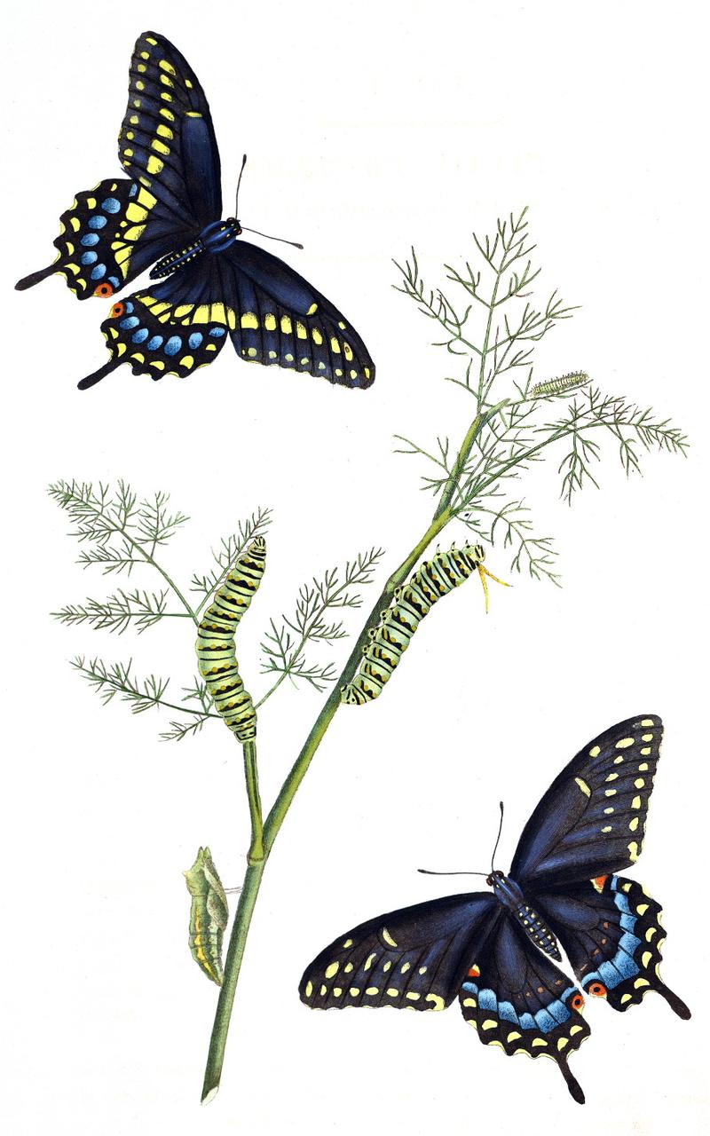 Black Swallowtail Papilio polyxenes on hostplant Anethum faniculum handcolored engraving