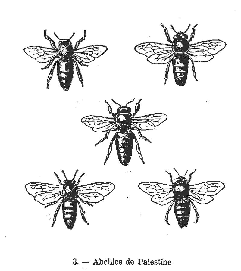 Abeilles de Palestine-Vigouroux-DB-vol1