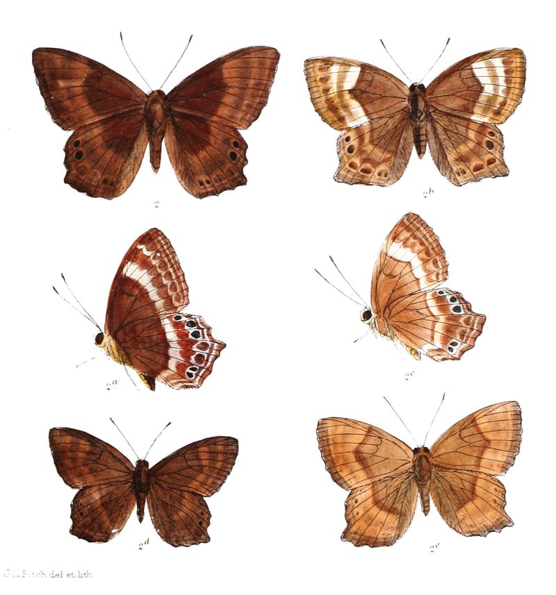 Abisara angulata 401