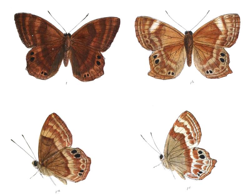 Abisara bifasciata 403