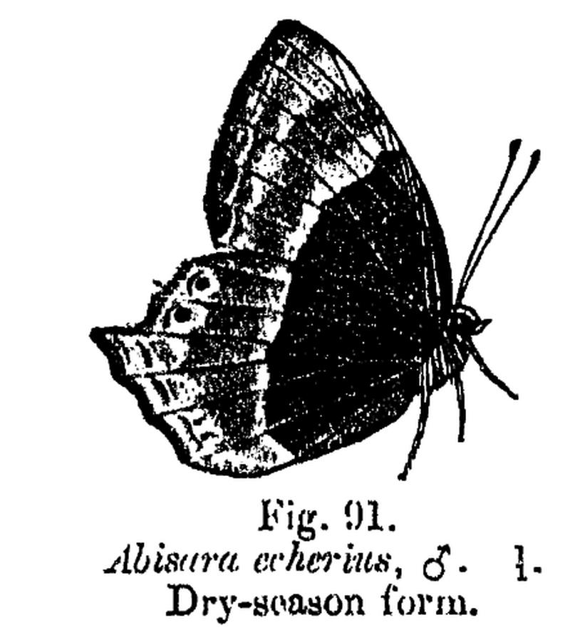 Abisara echerius ctb