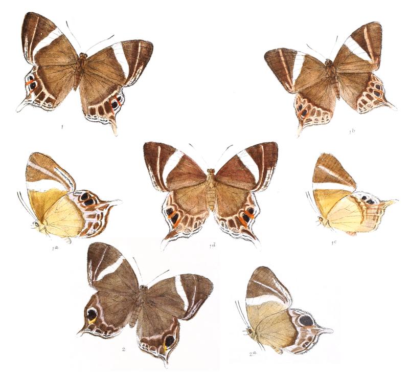 Abisara neophron 400 1
