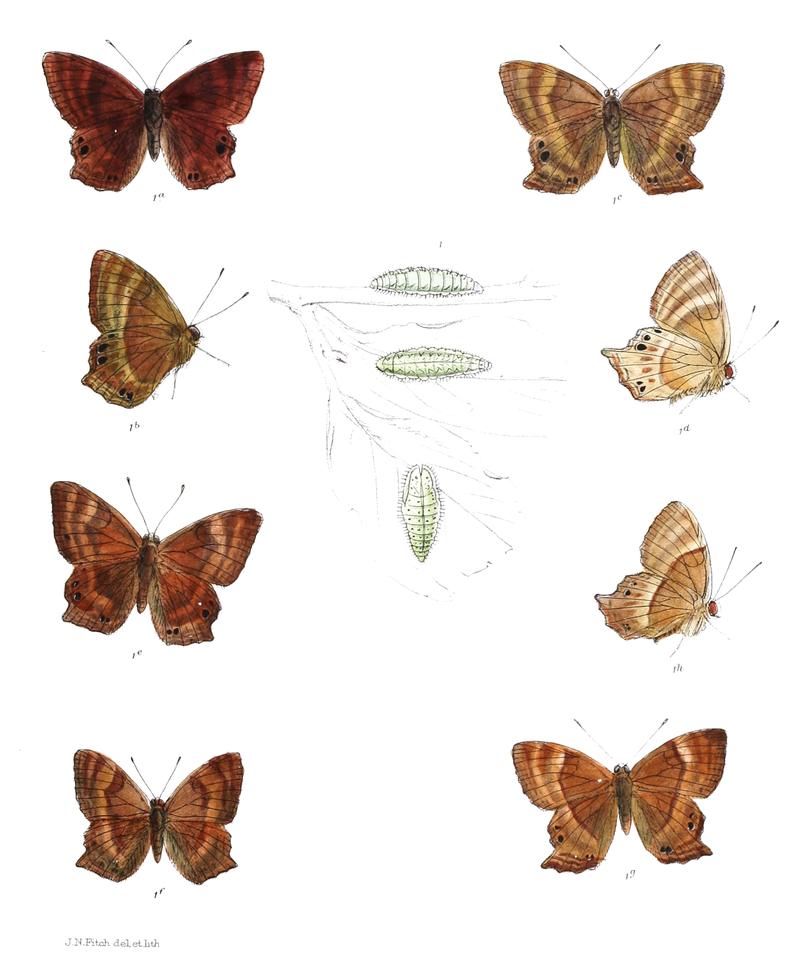 Abisara prunosa 402