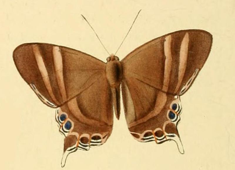 Abisara savitri