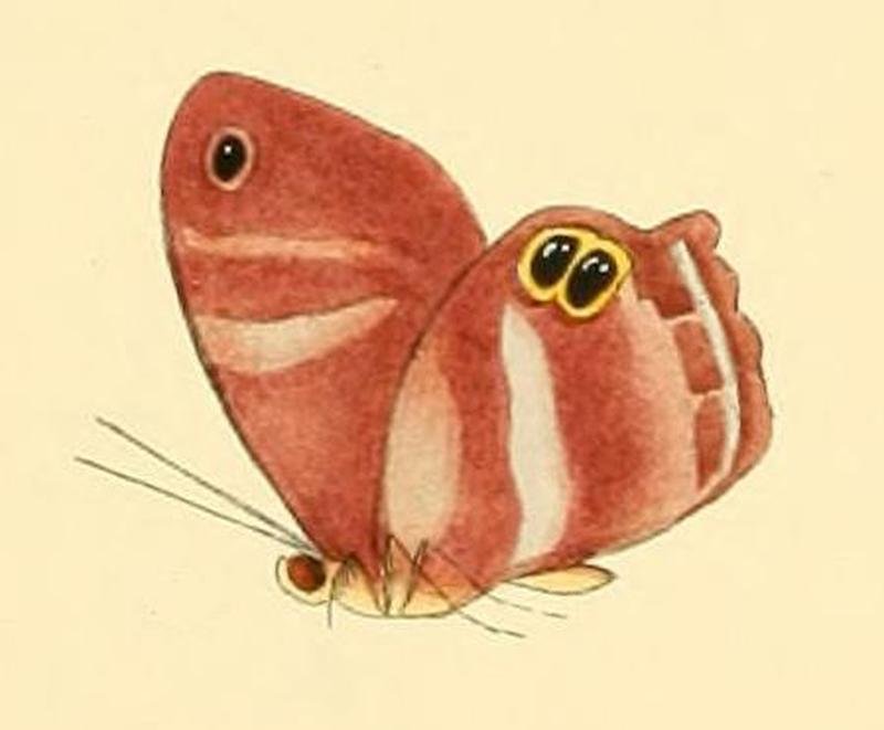 Abisara tantalus1