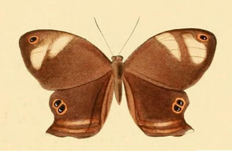 Abisara tantalus2