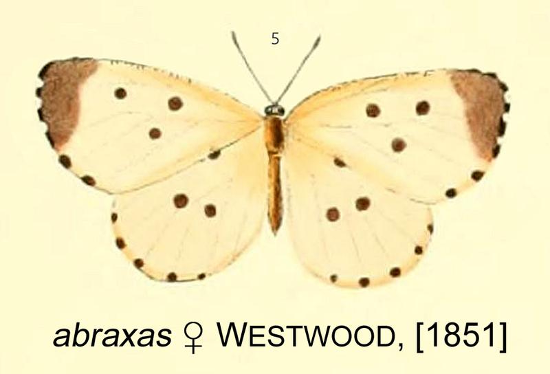 Liptena abraxas from original description