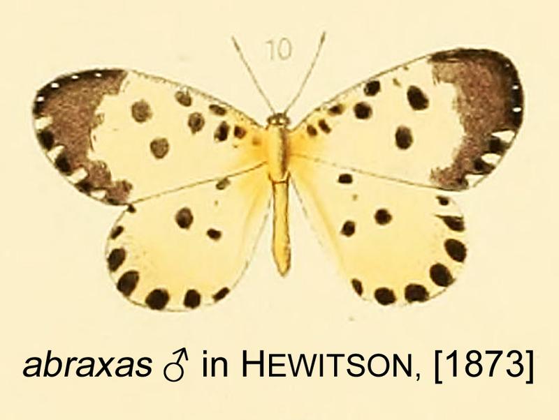 Abraxas inHewitson1873