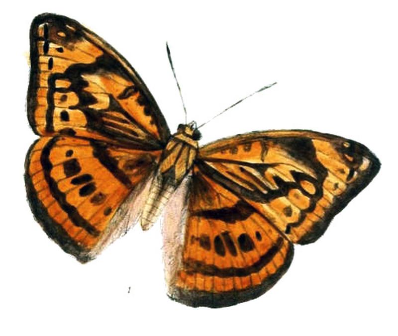 AbrotaGanga219 1