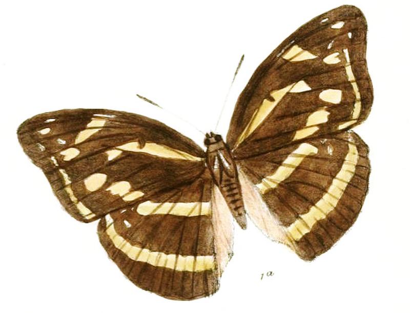 AbrotaGanga219 1a