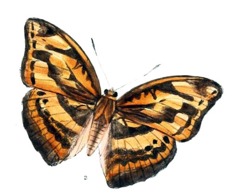 AbrotaJumna219 2