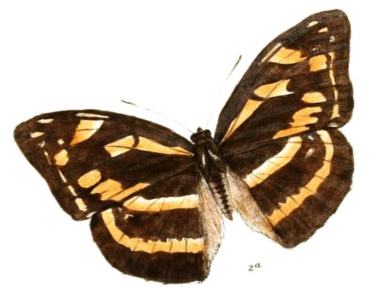 AbrotaJumna219 2a