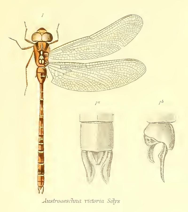 Acanthaeschna victoria