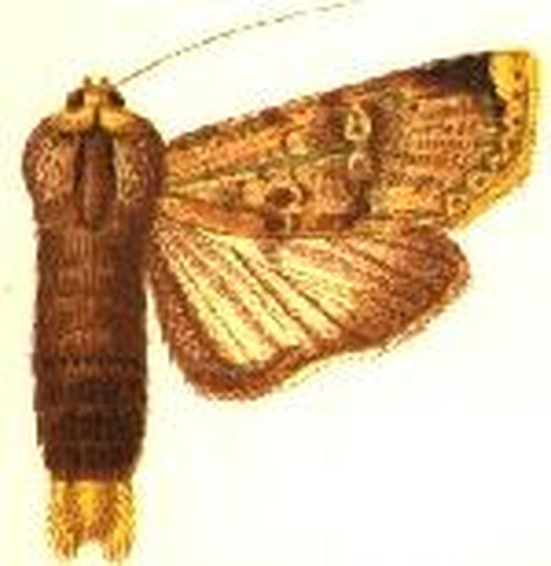 Acanthodica cabra