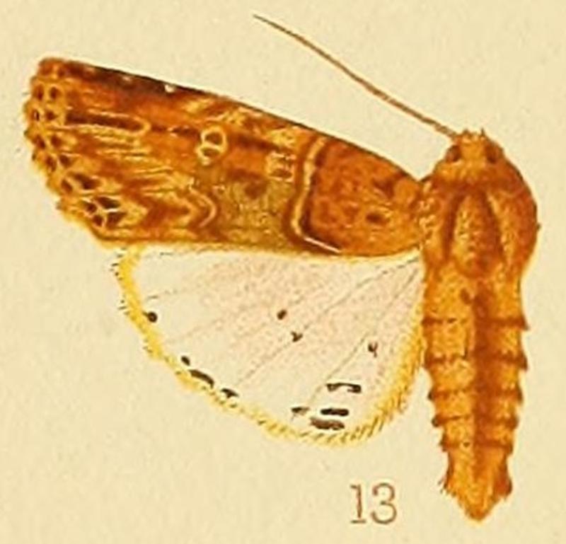 Acanthodica chiripa