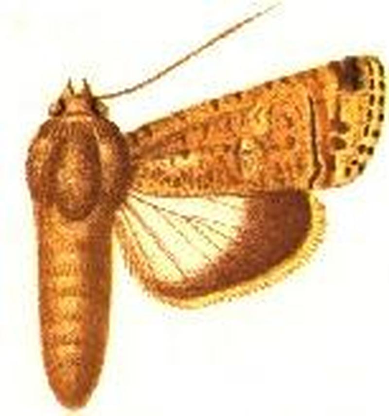 Acanthodica emittens