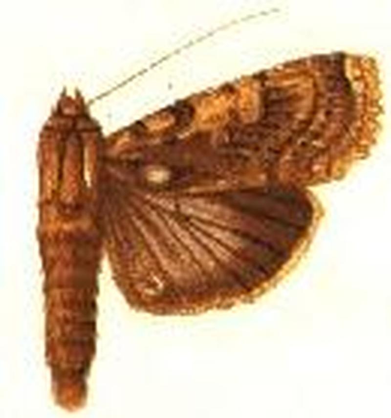 Acanthodica fosteri