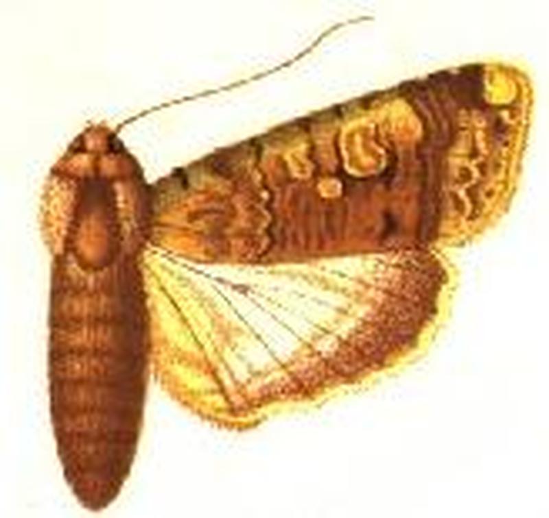Acanthodica grandis