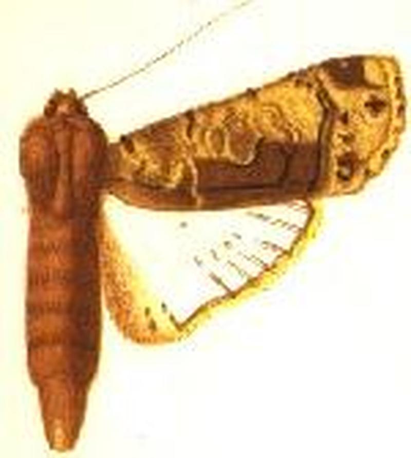 Acanthodica hages