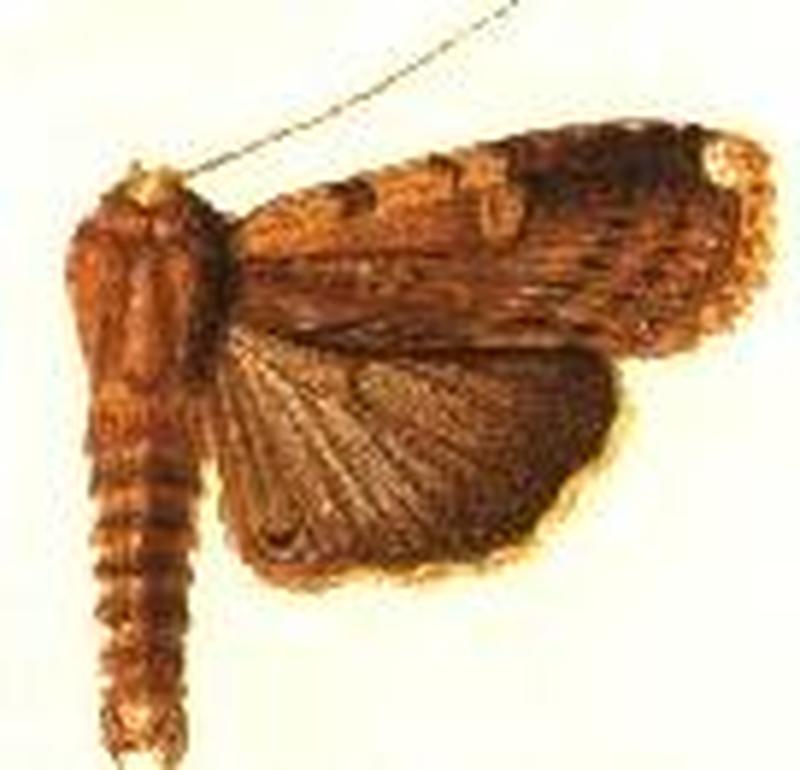 Acanthodica lignaris