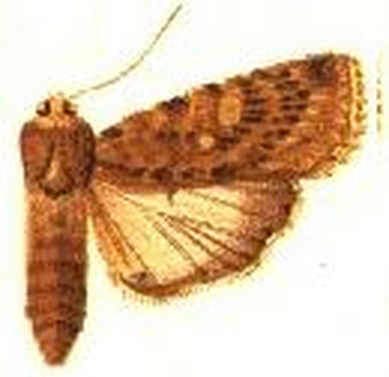 Acanthodica xylinoides